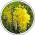 Bahava (Cassia fistula)
