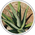 Aloe (Aloe barbadensis Miller)