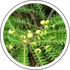 Bhui Awanla (Phyllanthus niruri)