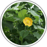 Atibala (Abutilon indicum)