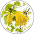 Senna (Cassia angustifolia)