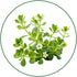 Brahmi (Bacopa monnieri)