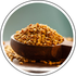 Fenugreek (Trigonella foenum-graecum)