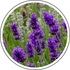 Lavender (Lavandula Spp)